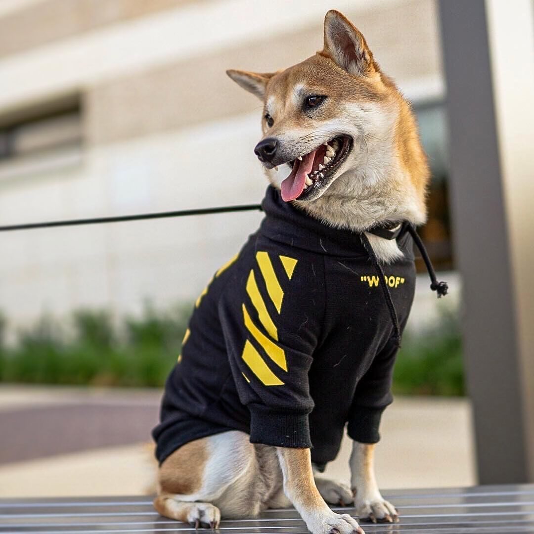 Corgi dog wearing a three-stripe sports sweater