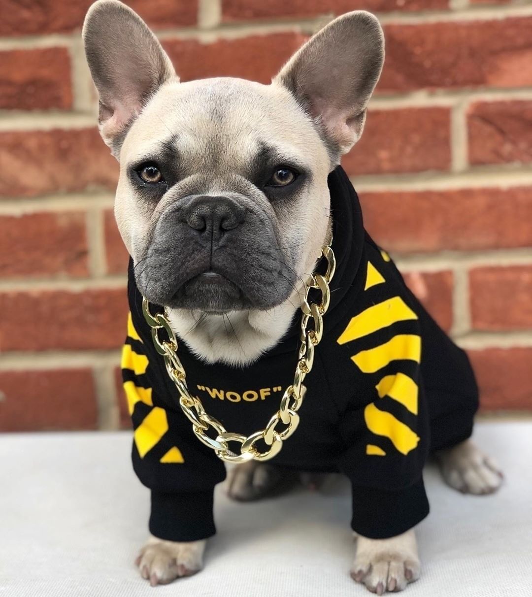 Corgi dog wearing a three-stripe sports sweater