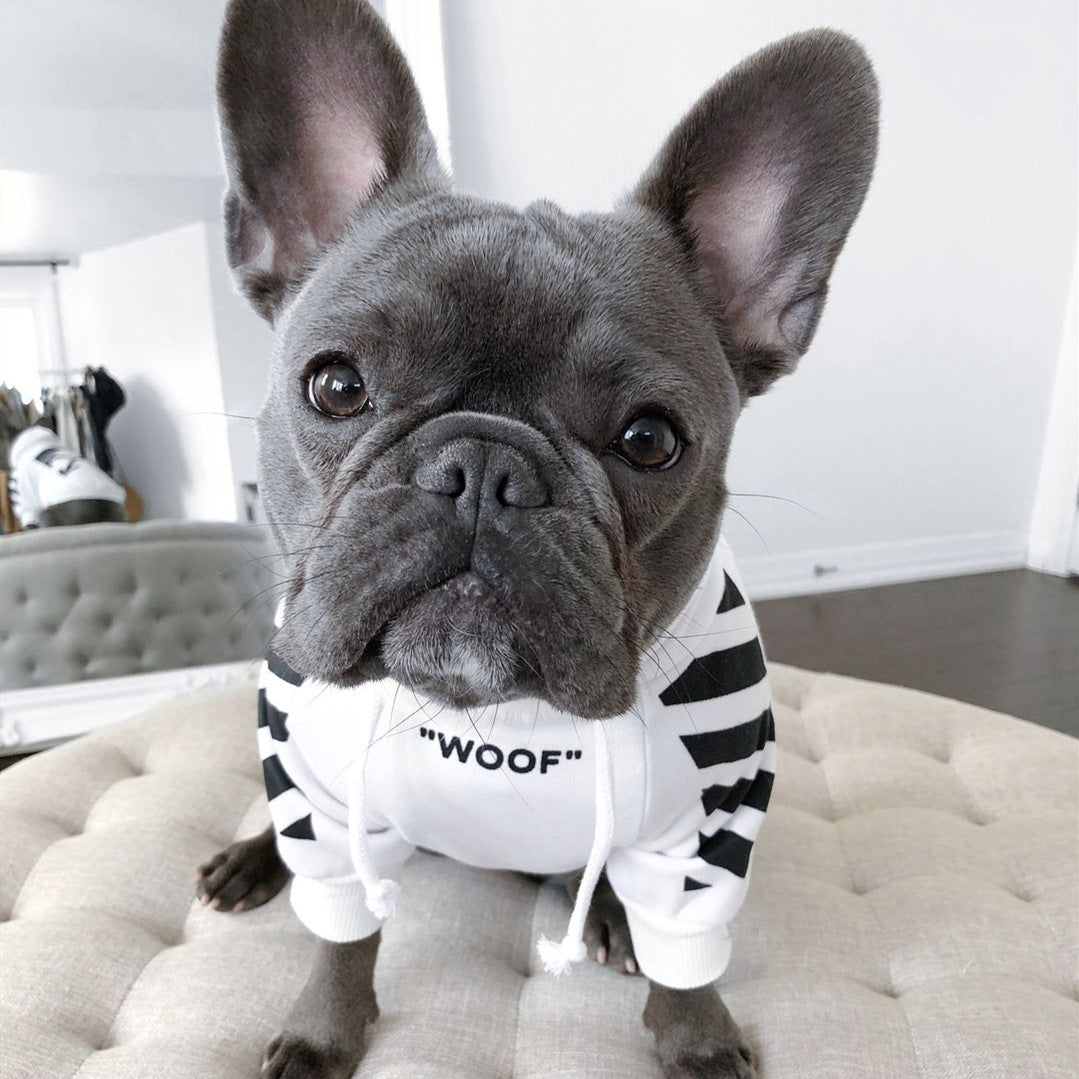 Corgi dog wearing a three-stripe sports sweater