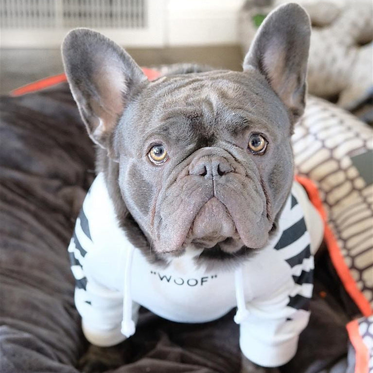 Corgi dog wearing a three-stripe sports sweater