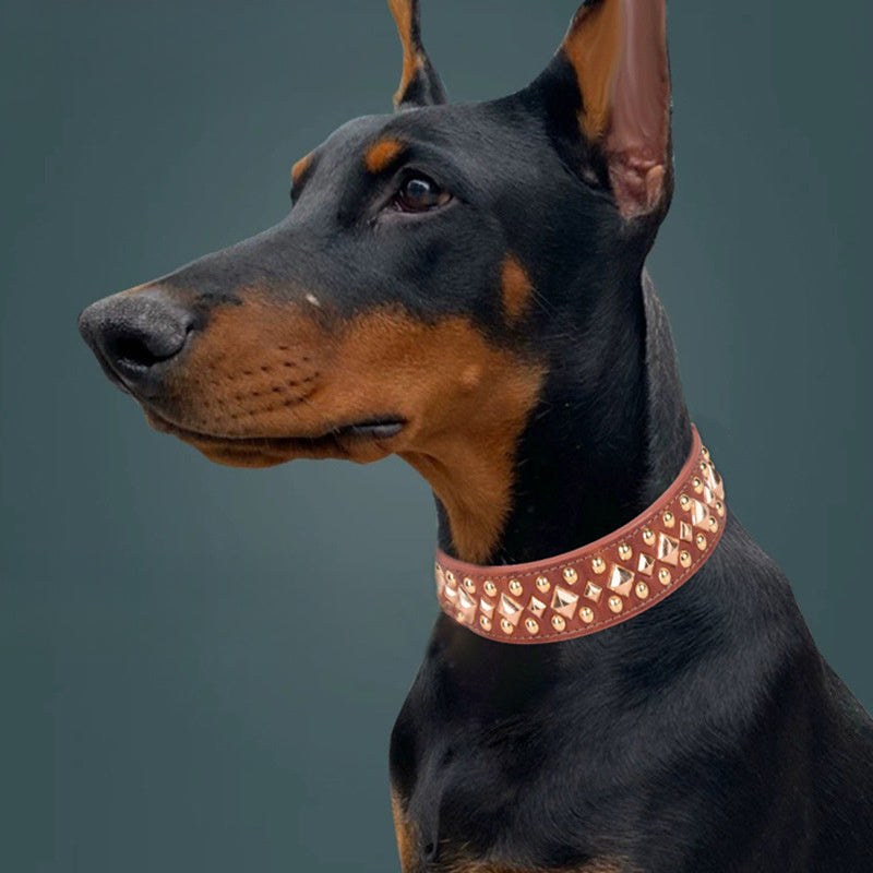 Dog wearing a rivet leather golden collar with retro style