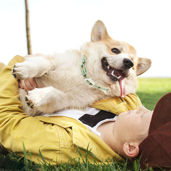 Pet Repellent Collar - Anti-Flea, Anti-Lice Adjustable Calming Collar for Dogs & Cats