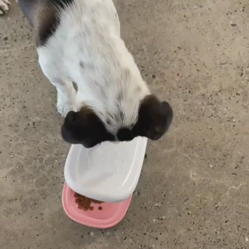 Pet using an automatic feeder with a smart food timer for regular meals